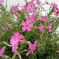 [送料無料]シバザクラ（芝桜）：ダニエルクッション3号ポット 12株セット