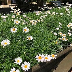 [送料無料]ニューサマーデイジー：ステラ(ニューサマーステラ)3.5号ポット 12株セット