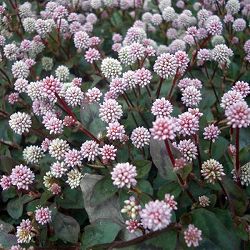 [送料無料]ポリゴナム（ヒメツルソバ）3-3.5号ポット 12株セット