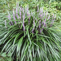 [送料無料]ヤブラン（リリオペ）：緑葉（青葉） 3.5号ポット 12株セット