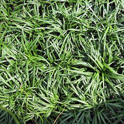 [送料無料]リュウノヒゲ：玉竜（タマリュウ・ギョクリュウ） 2.5号ポット 12株セット