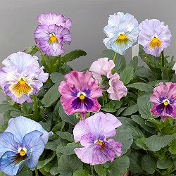 パンジー：フリンジパンジー　フリフリラベンダー3～3.5号ポット 6株セット