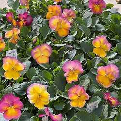 パンジー：ウィンターパラダイス　パフュームパッション3～3.5号ポット 8株セット