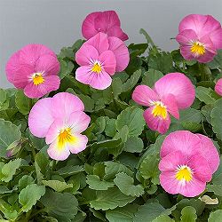 パンジー：ウィンターパラダイス　パフュームピンク3～3.5号ポット 12株セット