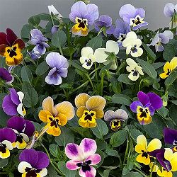 [送料無料]見元園芸さんのビオラ：トルニーミックス3.5号ポット* 12株セット