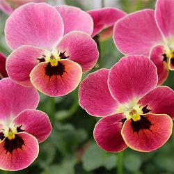 見元園芸さんのビオラ：ディープピンクコアラ3-3.5号ポット 12株セット