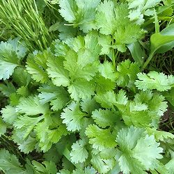 [送料無料]コリアンダー（パクチー）3号ポット 12株セット