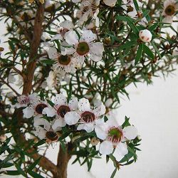 [送料無料]ティーツリー：マヌカ（白～薄桃花）3号ポット 12株セット