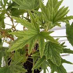 [送料無料]ニオイゼラニウム：スーパーレモンゼラニウム　シトロネルム3.5号ポット 12株セット