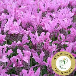 [送料無料]フレンチラベンダー：ザ　プリンセス3.5号ポット 12株セット