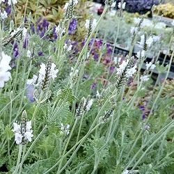 [送料無料]ラベンダー（レースラベンダー）：トーチ　ミンティーアイス3-3.5号ポット 12株セット