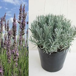 [送料無料]ラベンダー：グロッソ8号ポット 12株セット