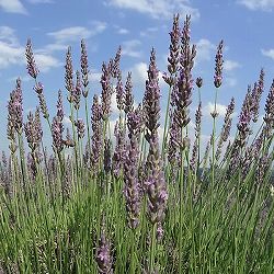 [送料無料]ラベンダー：ラバンジン グロッソ3-3.5号ポット 12株セット