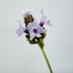 [送料無料]レースラベンダー：ブッチー3.5号ポット 12株セット