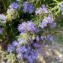 [送料無料]ローズマリー（立性）：マリンブルー4号ポット 12株セット