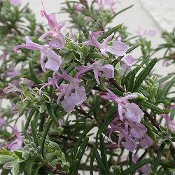 [送料無料]ローズマリー（立性）：ロゼア（アップライトピンク）3号ポット 12株セット