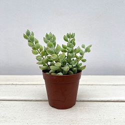 コチレドン：ペンデンス　2.5号ポット*