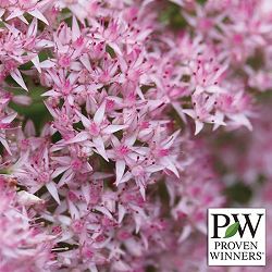 [送料無料]セダム：モコランド　サクラアフロ11cmポット 6株セット