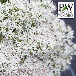 [送料無料]セダム：モコランド　シュガーアフロ11cmポット 6株セット