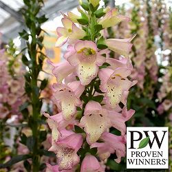 [送料無料]ハイブリッドジギタリス：スーパージギタリスベリーカナリー3.5号ポット 6株セット