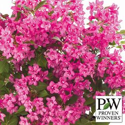 [送料無料]ワイゲラ：ダークピンク3.5号ポット 6株セット