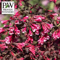 [送料無料]ワイゲラ：ベリーファインワイン3.5号ポット 6株セット