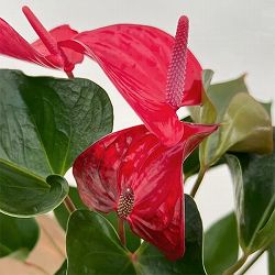 アンスリウム：ピカンタレッド　6号イージーケアポット植え