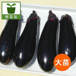 [26年6月中下旬予約]ナス：千両2号自根大苗4号ポット