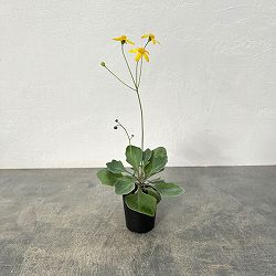 オトンナ：トリプリネルビア　2.5号鉢植え