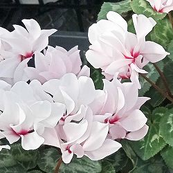 シクラメン：チモ ピコティ　ライトピンクバイカラー4号鉢植え