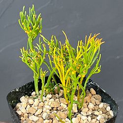 マツバラン：折鶴金斑（オリヅルキンプ）3.5号鉢植え