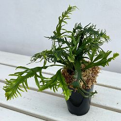 シダ：ノキシノブ　多度雲龍　3号ポット