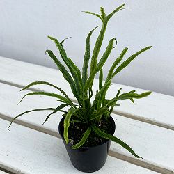 シダ：ノキシノブ　彗星　3号ポット