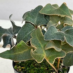 シダ：イワオモダカ 三笠山3.5号ポット