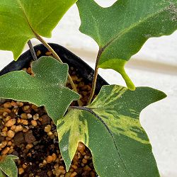 シダ：イワオモダカ 斑入り3.5号ポット