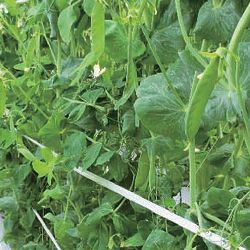 [26年3月中下旬予約]春植えエンドウ　すずなり甘絹さやfast3号ポット苗 6株セット