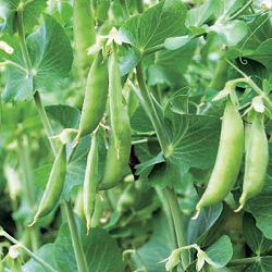 [26年3月中下旬予約]春植えエンドウ　すずなり肉厚スナップfast3号ポット 6株セット