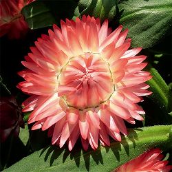 ヘリクリサム：コロロジャンボ　オレンジ3.5号ポット(R) 3株セット