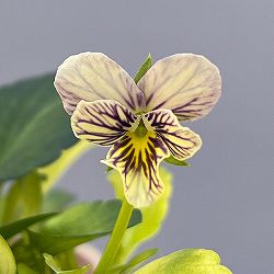 ビオラ：みつばちの羽音　ピンクビーバリエガータ（仮称）2.5-3号ポット