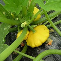 ズッキーニ：UFOズッキーニ　イエロー[野菜タネ]