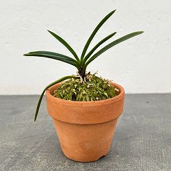 富貴蘭：花物アソート（色花～奇花系銘品見計らい）2.5号素焼き鉢植え