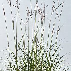 [送料無料]ススキ：パープルフォール2.5号ポット 12株セット