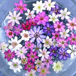 [送料無料]雪割草：花色ミックス2.5号ポット 12株セット