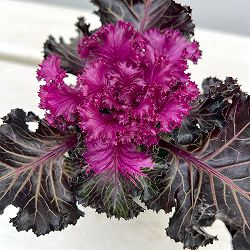 ハボタン（葉牡丹）：プラチナケール  クリスタル レッド3号ポット