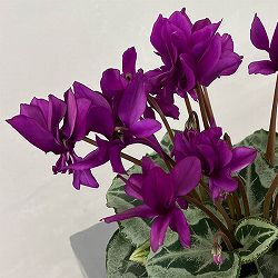 シクラメン：ブルー八重咲き4号鉢