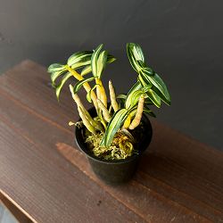 チョウセイラン（長生蘭）：銀河2.5号ポット