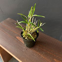 チョウセイラン（長生蘭）：作手姫　2.5号ポット