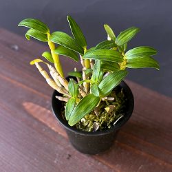 チョウセイラン（長生蘭）：月光　2.5号ポット