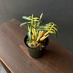 チョウセイラン（長生蘭）：多摩錦　2.5号ポット