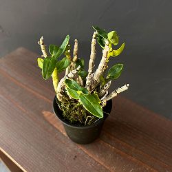 チョウセイラン（長生蘭）：金星　2.5号ポット